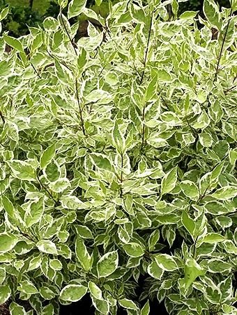 Ivory Halo Red Twig Dogwood