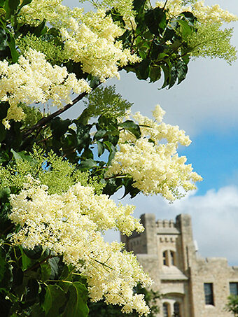 Ivory Silk Japanese Tree Lilac