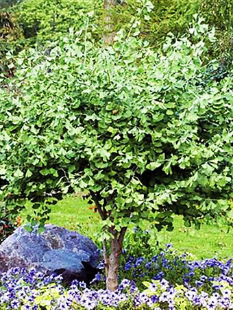 Jade Butterflies Ginkgo Tree
