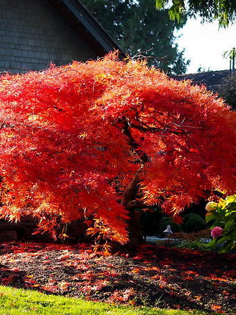 Orangeola Japanese Maple
