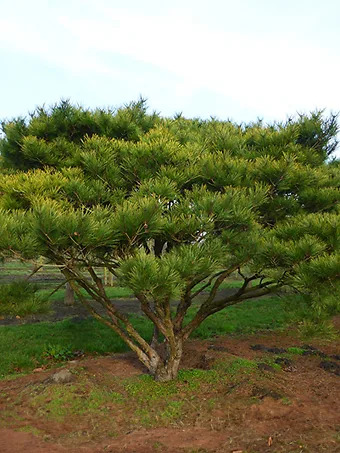 Tanyosho Pine