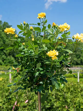 Julia Child Floribunda Rose - Tree Form