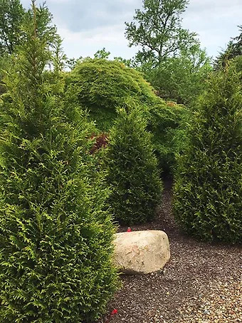 Junior Giant Arborvitae