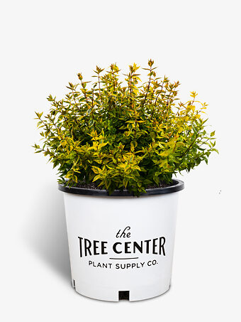 Kaleidoscope Abelia