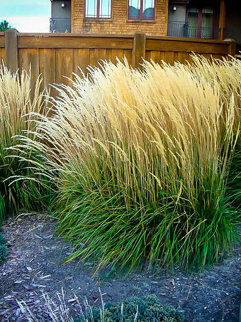 Karl Foerster Feather Reed Grass