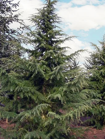 Karl Fuchs Himalayan Cedar