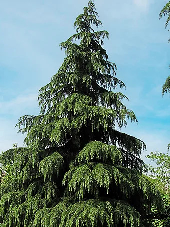 Kashmir Deodar Cedar