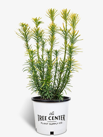 Korean Gold Plum Yew