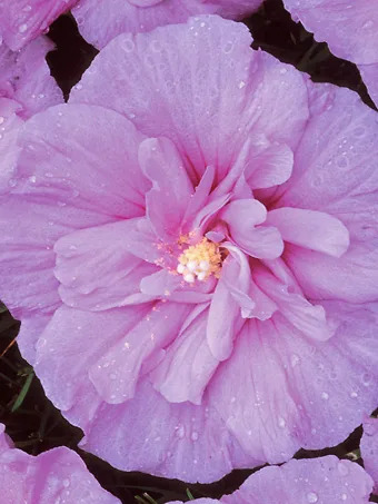 Lavender Chiffon® Hibiscus