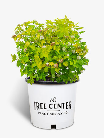 Lemon Candy Ninebark
