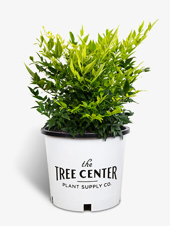 Lemon-Lime Nandina