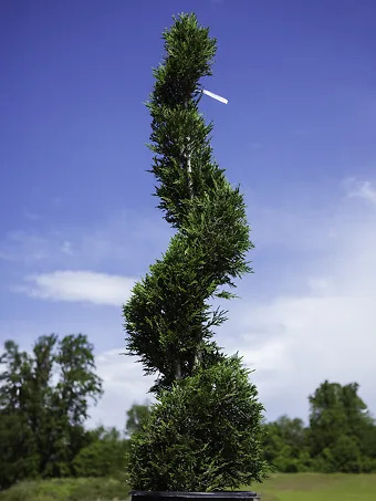 Spiral Leyland Cypress