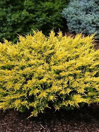 Lime Glow Juniper
