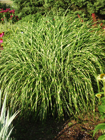 Little Zebra Grass