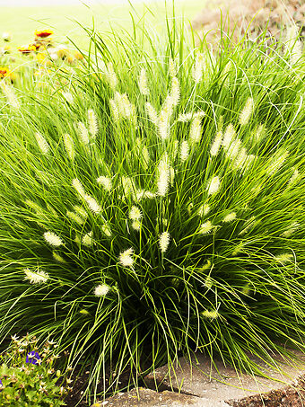 Little Bunny Fountain Grass