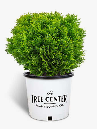 Little Giant Arborvitae