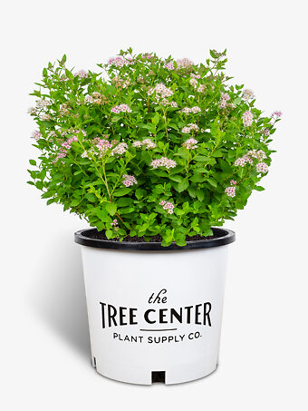 Little Princess Spirea