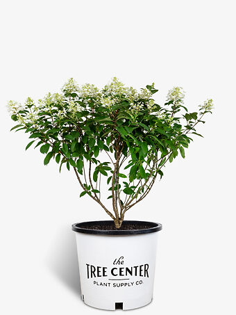 Little Quick Fire® Hydrangea