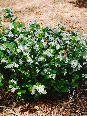 Low Scape® Mound Black Chokeberry