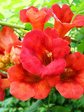 Madame Galen Trumpet Vine