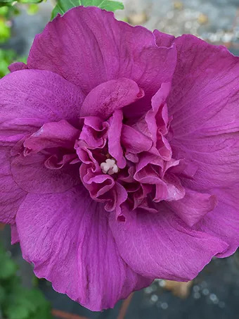 Magenta Chiffon® Hibiscus