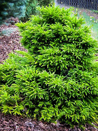 Magic Dragon Cryptomeria Japanese Cedar