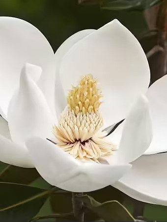 Alta Southern Magnolia