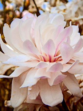 Centennial Blush Magnolia