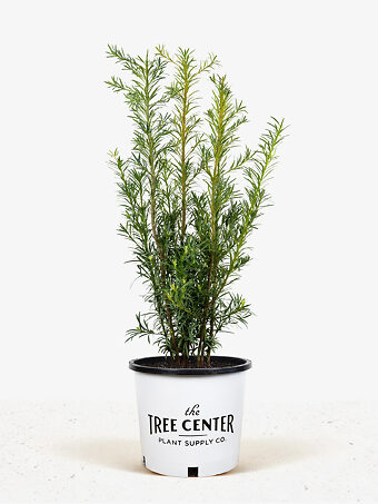 Maki Podocarpus