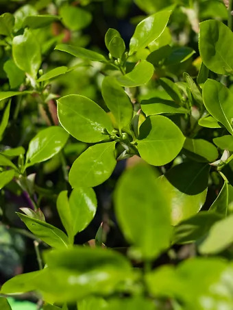 Manhattan Euonymus