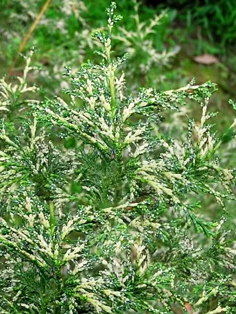 Marie's Dwarf Hinoki Cypress