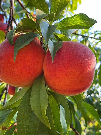 Messina® Peach