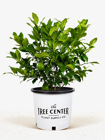 Meyer Lemon Bush