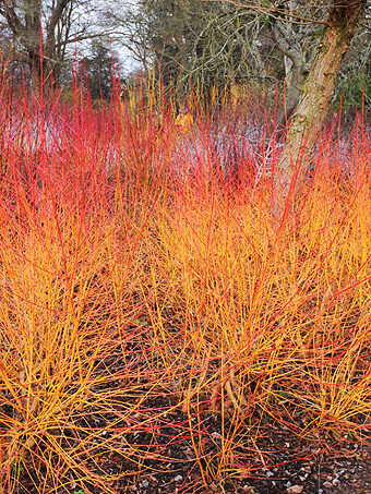 Midwinter Fire Dogwood