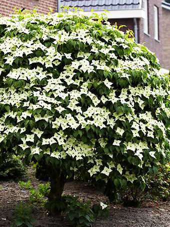 Milky Way Kousa Dogwood Tree