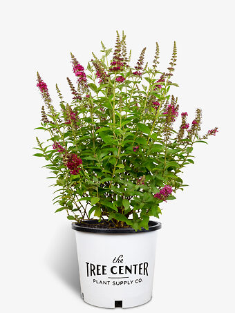 Miss Molly Butterfly Bush