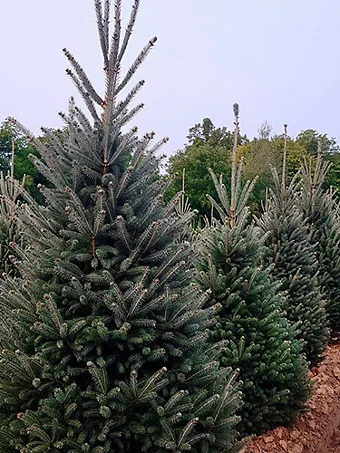 Montrose Charm White Spruce