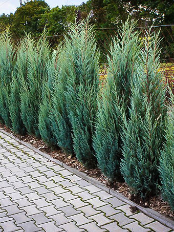 Moonglow Juniper