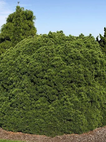 Mops Mugo Pine