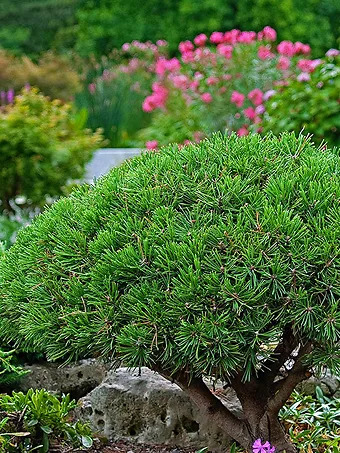 Mops Mugo Pine - Tree Form
