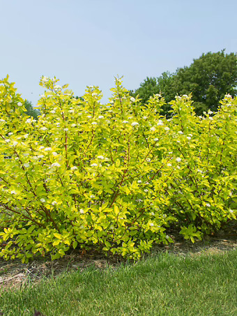Neon Burst Dogwood