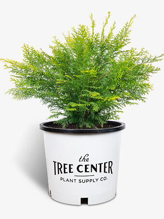 Night Light Hinoki Cypress