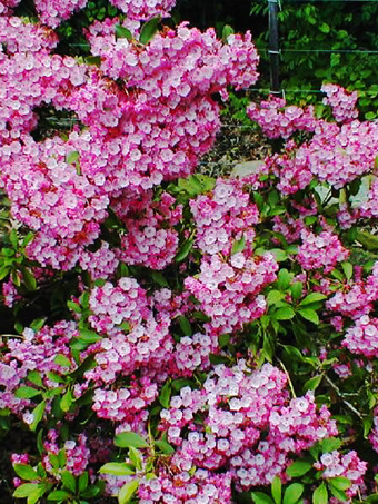Nipmuck Mountain Laurel