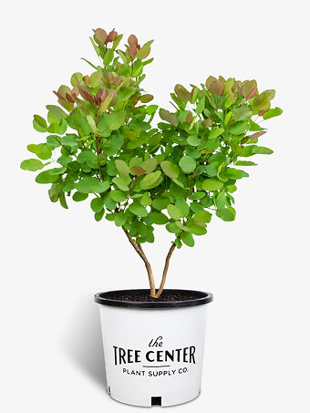 Old Fashioned Smoke Tree