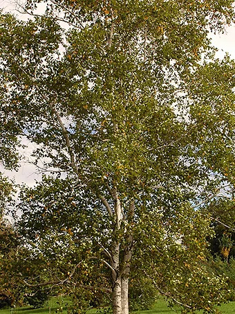 Paper Birch Tree