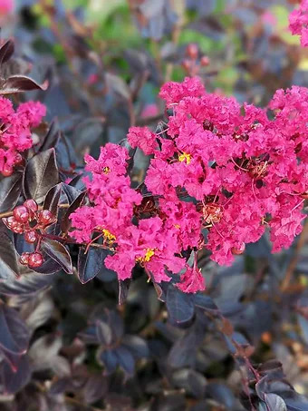 Pavé Pink™ Black Diamond® Crape Myrtle