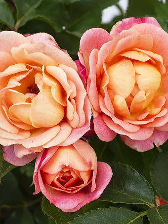 Peach Sunblaze® Rose - Tree Form