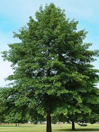 Pin Oak Tree