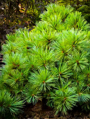 Blue Shag White Pine