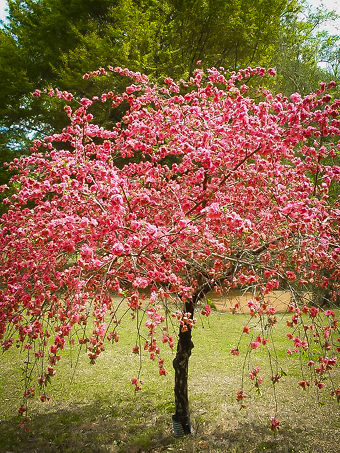 Pink Cascade Weeping Peach